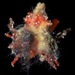 Spongy Decorator Crab - Photo (c) carriebowbiodiversity, some rights reserved (CC BY-NC), uploaded by carriebowbiodiversity