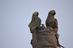 Orthopsittaca manilatus