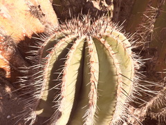Pachycereus