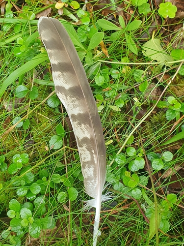 Plume de Autour des palombes