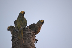 Orthopsittaca manilatus