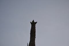 Orthopsittaca manilatus