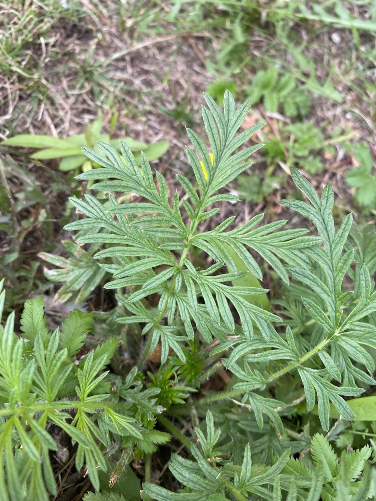 Potentilla tergemina from улица Борсоева, Улан-Удэ, Бурятия, RU on July ...