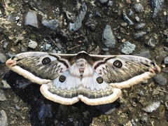 Saturnia pyretorum
