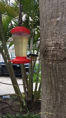 Coereba flaveola caboti