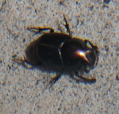 Onthophagus orpheus