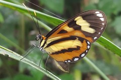 Hypothyris ninonia daeta