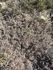 Media resource of Cladonia rangiferina