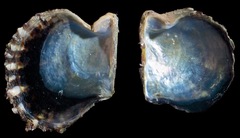 Pterioidea