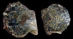 Pterioidea
