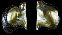 Pteriidae