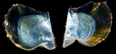 Pteriidae