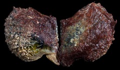 Pteriidae