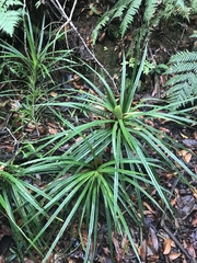 Pandanaceae