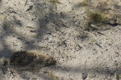 Cyprinodontidae