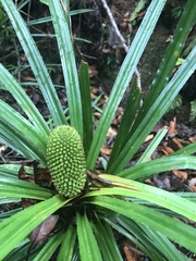 Pandanaceae