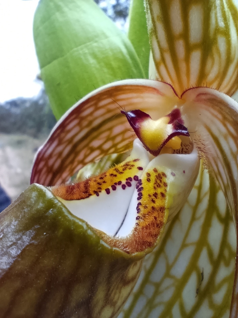 Phragmipedium caudatum