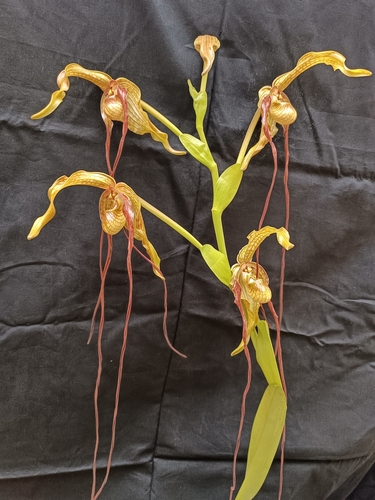 Image of Phragmipedium caudatum by no rights reserved