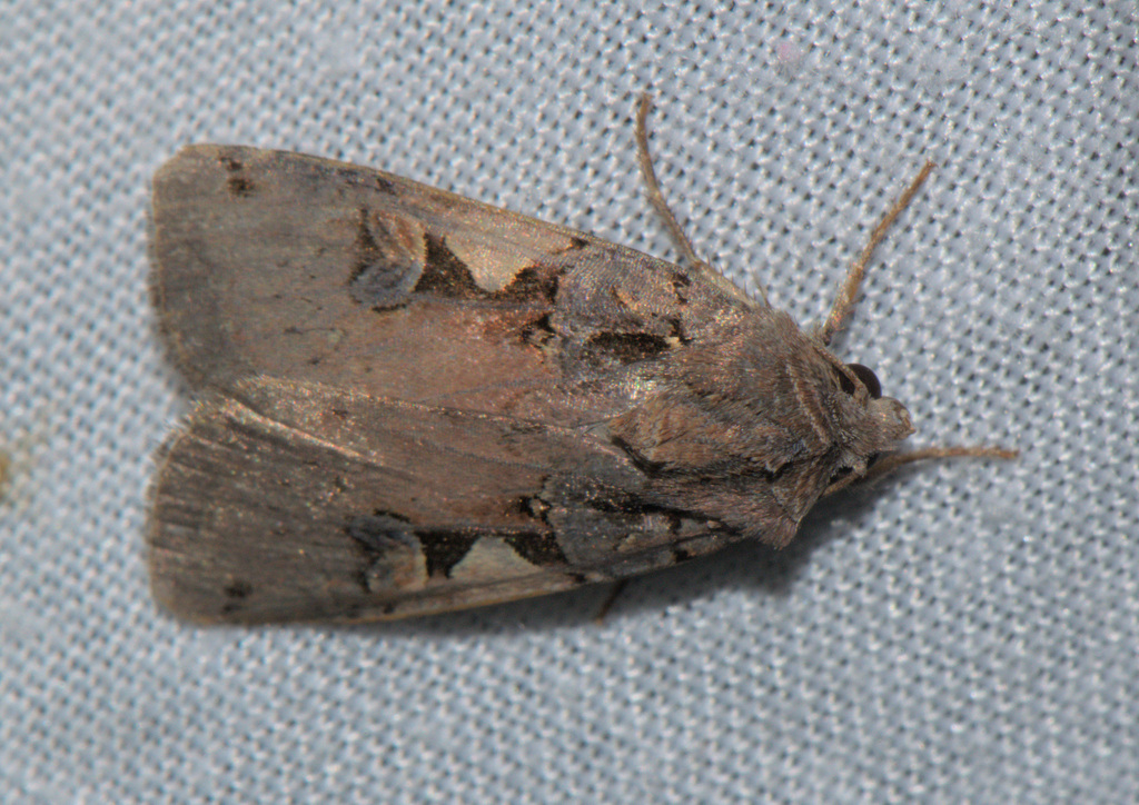 Setaceous Hebrew Character from Bheema Udiya, Munsyari, Uttarakhand ...