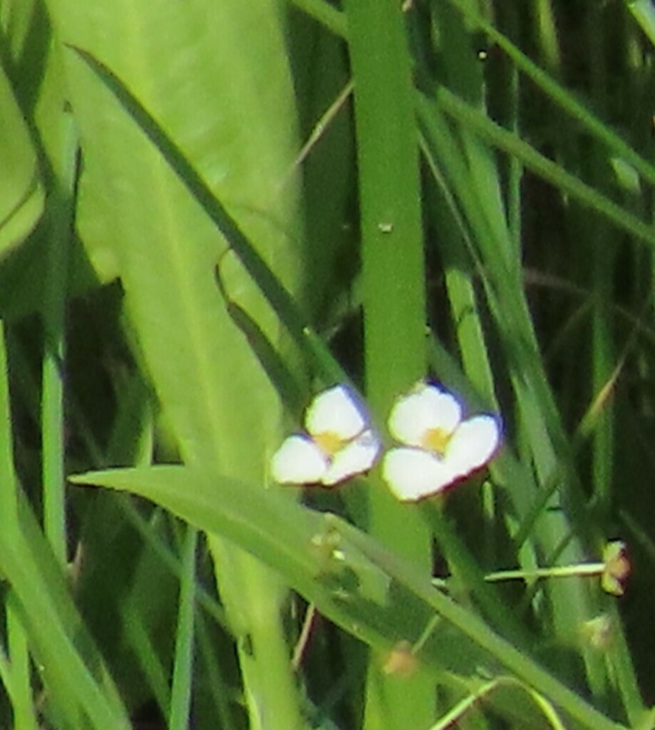 Grassleaved Arrowhead from Rosenberg, TX, USA on July 27, 2023 at 08
