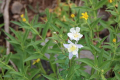Aquilegia coerulea coerulea