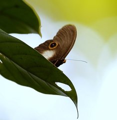 Taenaris urania