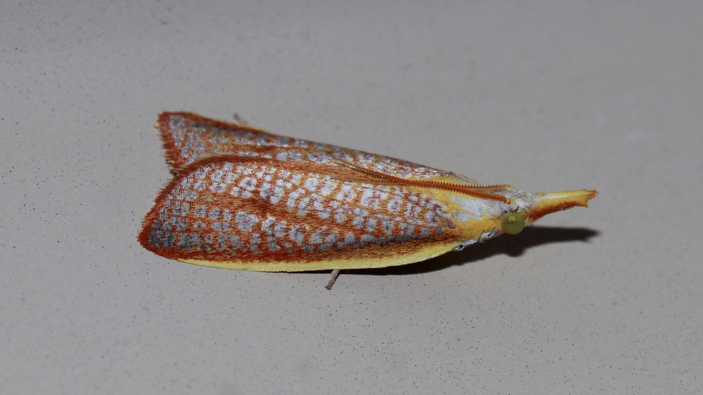 Arotrophora siniocosma