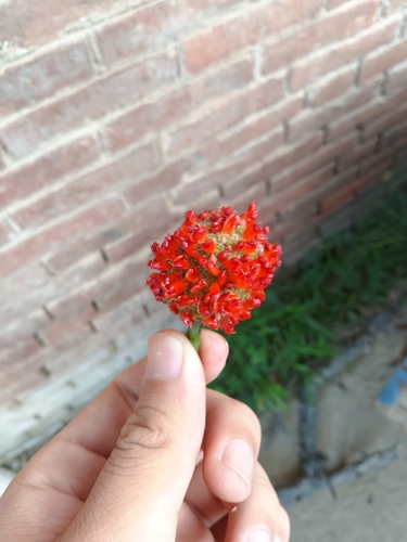 Paper mulberry