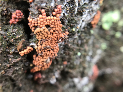 Arcyria ferruginea