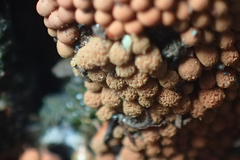 Arcyria ferruginea