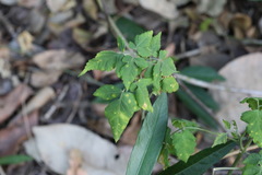 Cardiospermum corindum