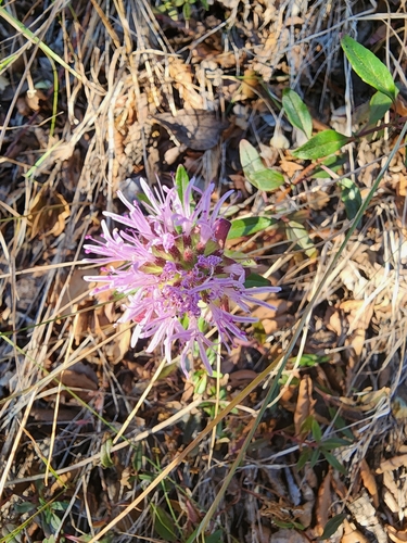 Image of Monardella palmeri by (c) Trevor Harding, some rights reserved (CC BY)