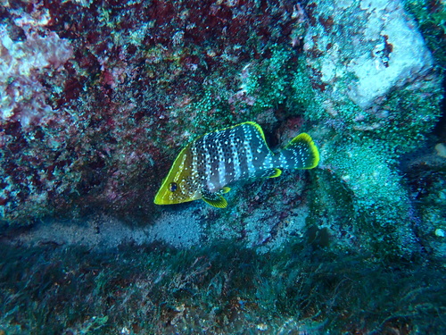 Leather bass (Dermatolepis dermatolepis) — Serranidae — 4