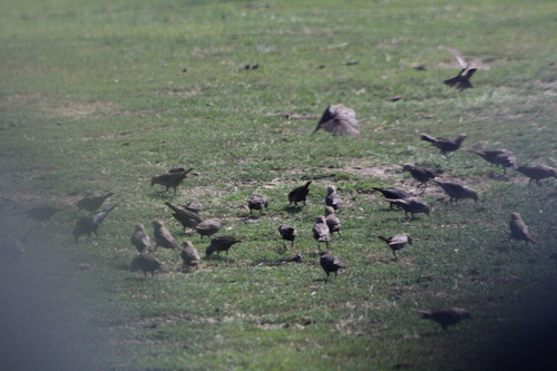 Brown-headed Cowbird