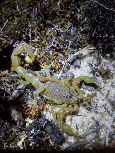 Buthus halius