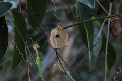 Cardiospermum corindum