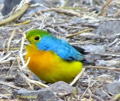 Passerina leclancherii