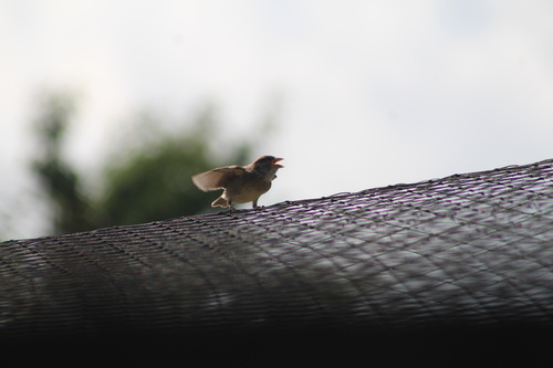 House Sparrow