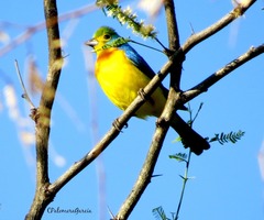 Passerina leclancherii