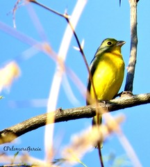 Passerina leclancherii