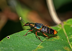 Actinus macleayi