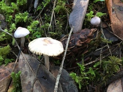 Inocybe geophylla