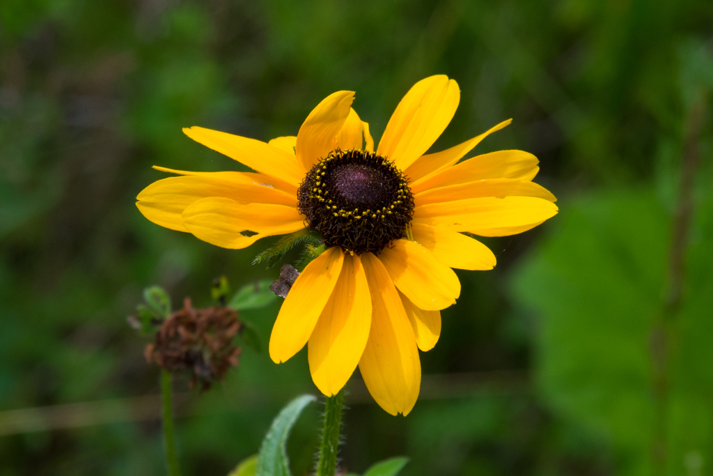 black-eyed Susan from Scotch Lake, NS, Canada on July 27, 2023 at 10:59 ...