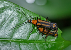 Chauliognathus flavoinclusus