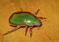 Anoplognathus punctulatus