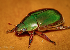 Anoplognathus punctulatus
