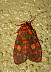 Miltochrista quadrilineata