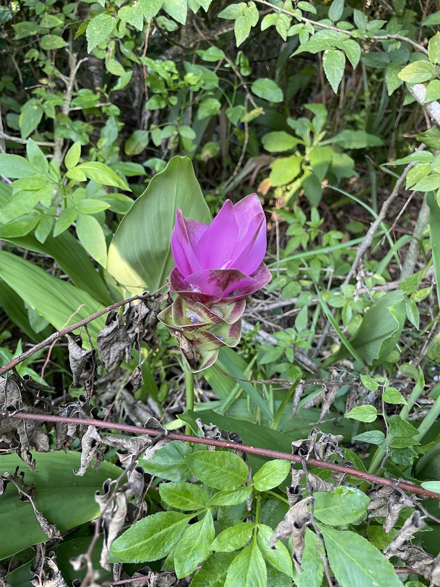 Imagem de Tulipa-do-siam