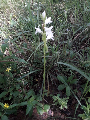 Satyrium kitimboense