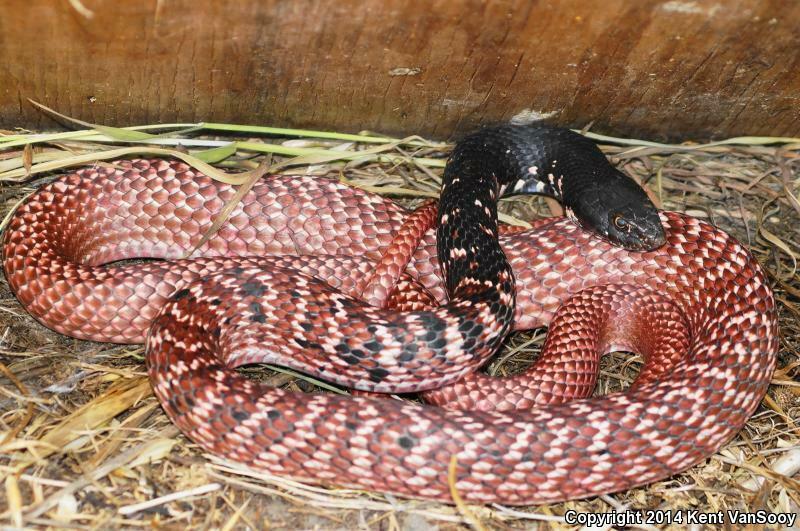 Red Coachwhip in March 2014 by Kent VanSooy · iNaturalist